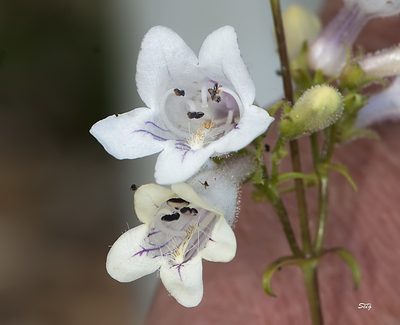 Penstemon laevigatus, photographed by Seig