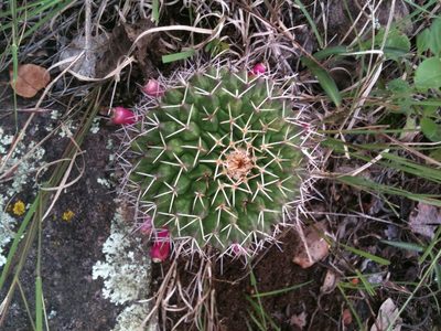 Mammillaria polyedra, photographed by Eugenio Padilla