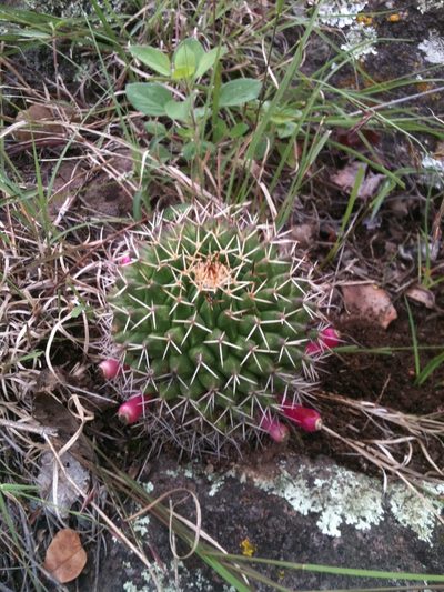 Mammillaria polyedra, photographed by Eugenio Padilla