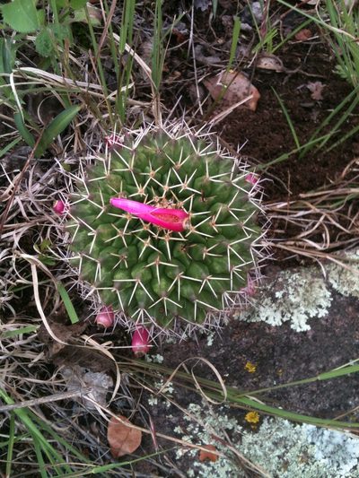 Mammillaria polyedra, photographed by Eugenio Padilla