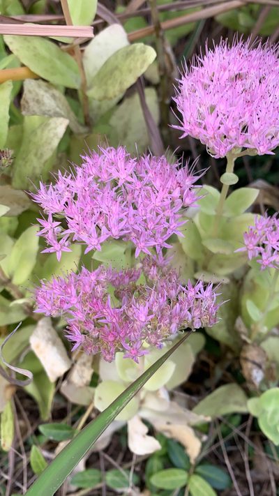 Hylotelephium spectabile, photographed by Andrew GottWorth