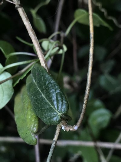 Matelea mutisiana, photographed by Nicolás Baresch Uribe