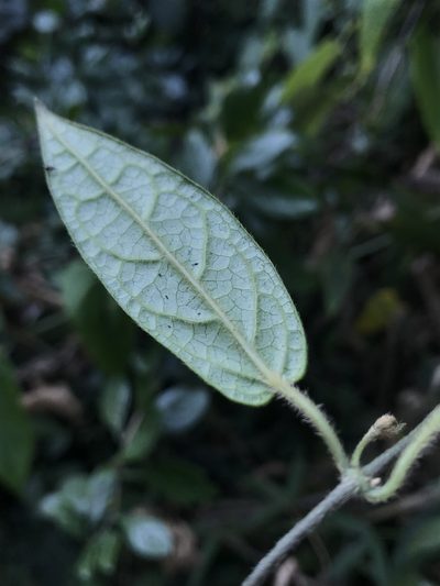 Matelea mutisiana, photographed by Nicolás Baresch Uribe
