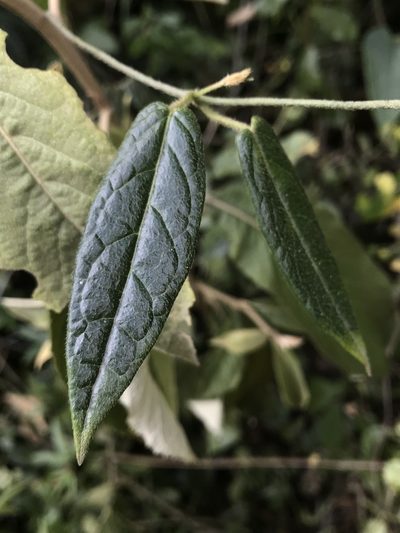Matelea mutisiana, photographed by Nicolás Baresch Uribe