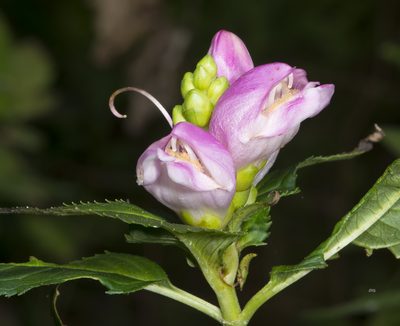 Chelone obliqua, photographed by Seig