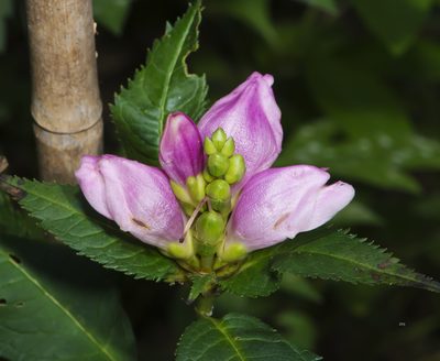Chelone obliqua, photographed by Seig