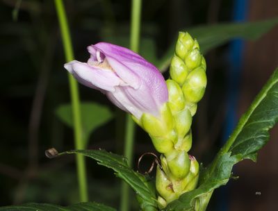 Chelone obliqua, photographed by Seig