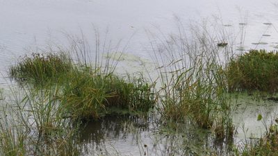 Zizania palustris, photographed by Marilynn Miller