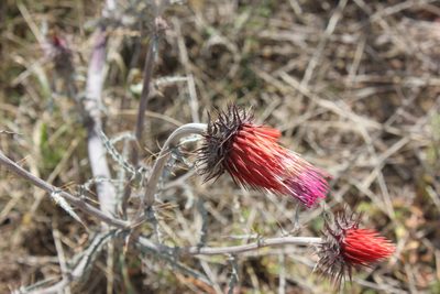 Cirsium conspicuum, photographed by Tereso Hernández Morales