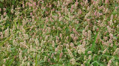 Persicaria pensylvanica, photographed by Marilynn Miller