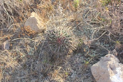 Ferocactus recurvus, photographed by Tereso Hernández Morales