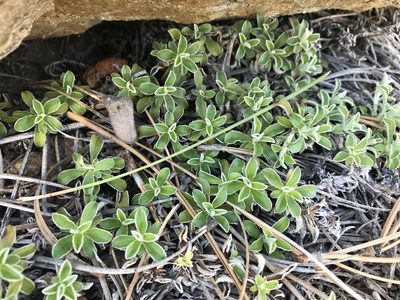 Antennaria marginata, photographed by CK2AZ