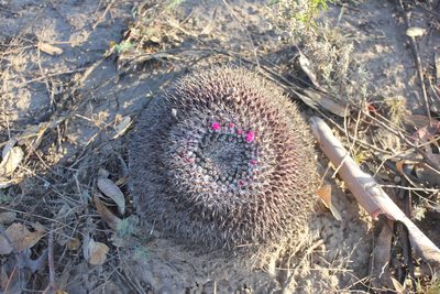 Mammillaria mystax, photographed by Tereso Hernández Morales