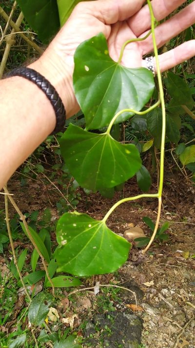 Cardiopteris moluccana, photographed by Steve Fitzgerald