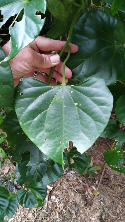 Cardiopteris moluccana, photographed by Steve Fitzgerald