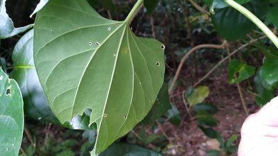 Cardiopteris moluccana, photographed by Steve Fitzgerald