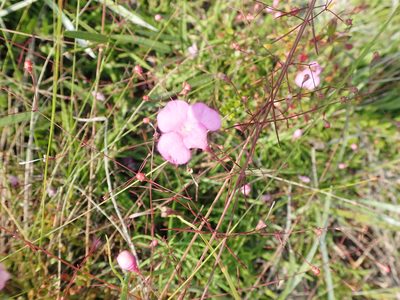 Agalinis divaricata, photographed by mfeaver