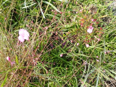 Agalinis divaricata, photographed by mfeaver