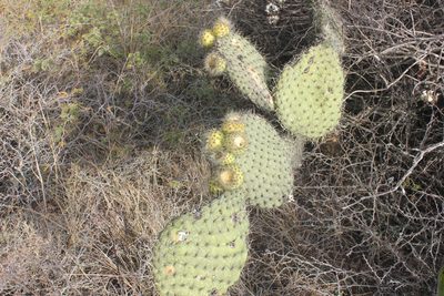 Opuntia huajuapensis, photographed by Tereso Hernández Morales