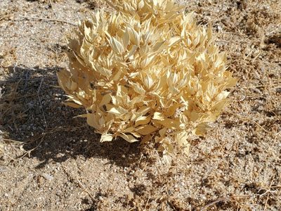 Stillingia spinulosa, photographed by Bob Miller