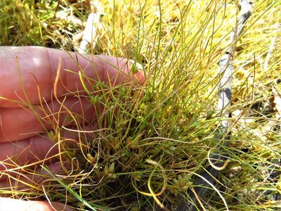 Fimbristylis vahlii, photographed by Annika Lindqvist