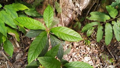 Atractocarpus hirtus, photographed by Steve Fitzgerald