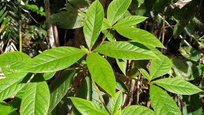 Atractocarpus hirtus, photographed by Steve Fitzgerald
