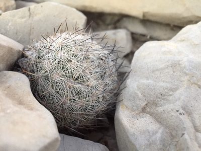 Sclerocactus mariposensis, photographed by Karla M. Benítez