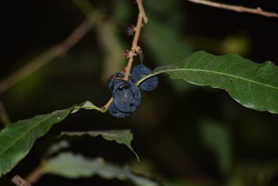 Nothopegia beddomei, photographed by Ansil B.R.