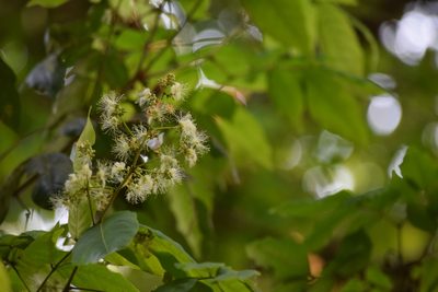Archidendron bigeminum, photographed by Ansil B.R.