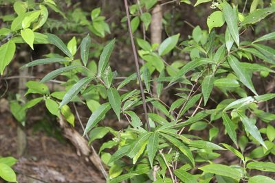 Mida salicifolia, photographed by Joe Dillon