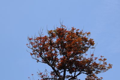 Canarium strictum, photographed by Ansil B.R.