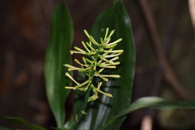Dracaena terniflora, photographed by Ansil B.R.