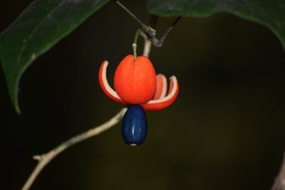 Erythropalum scandens, photographed by Ansil B.R.