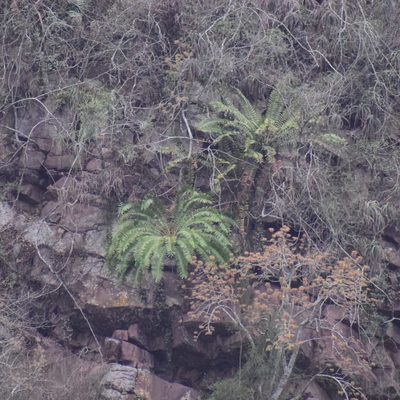 Encephalartos natalensis, photographed by Sunčana Bradley