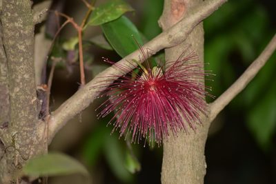Syzygium laetum, photographed by Ansil B.R.