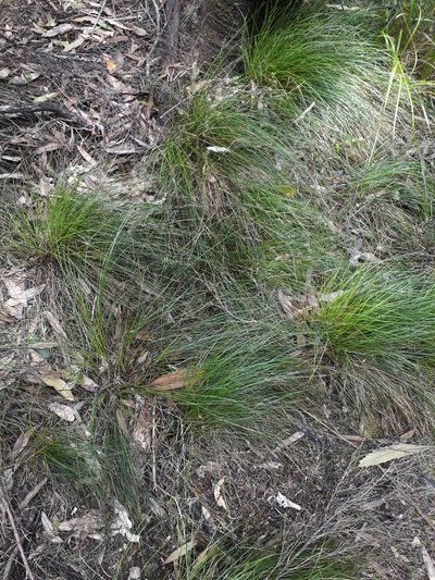 Carex banksiana, photographed by Leon Perrie
