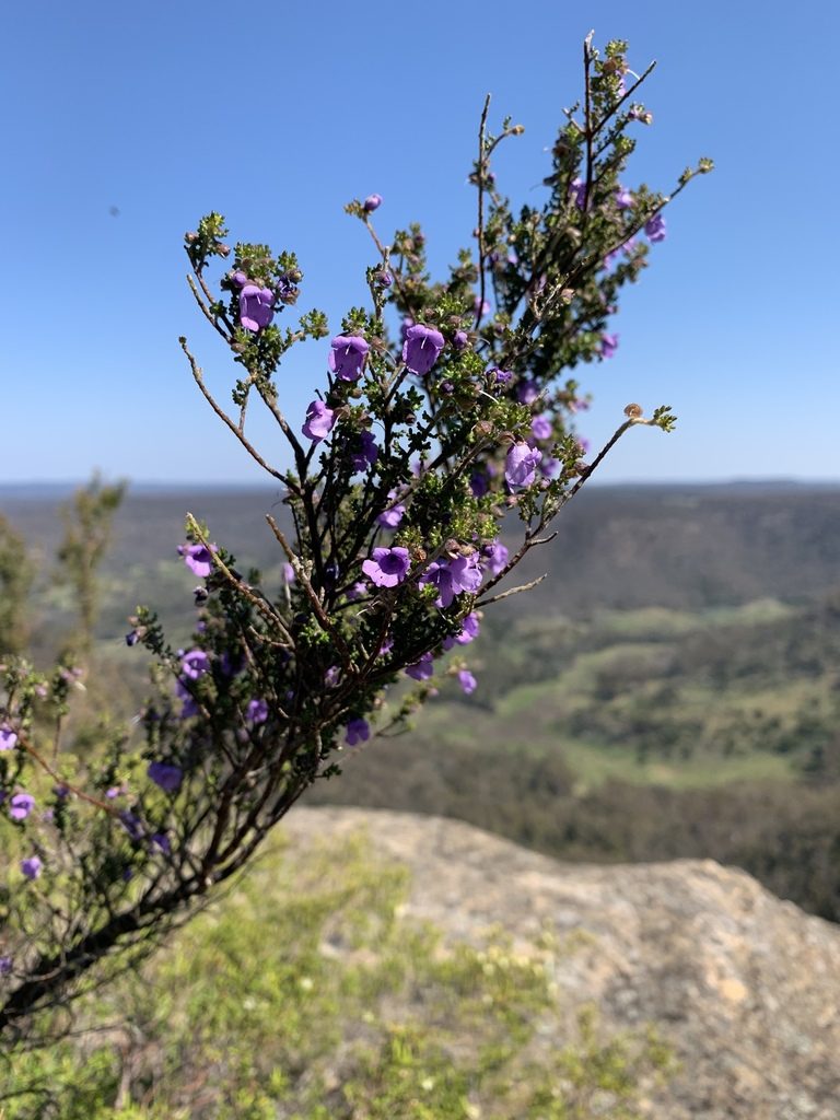 Prostanthera rugosa, photographed by Guy Taseski