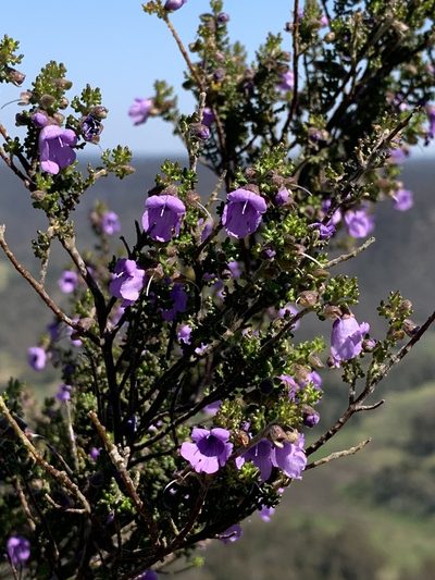 Prostanthera rugosa, photographed by Guy Taseski
