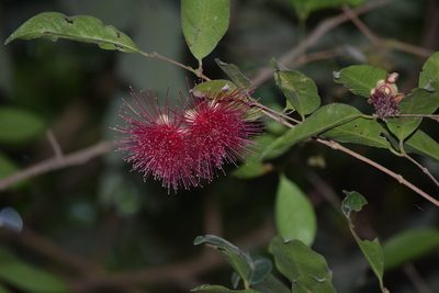 Syzygium laetum, photographed by Ansil B.R.