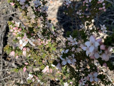 Cyanothamnus anemonifolius, photographed by Guy Taseski