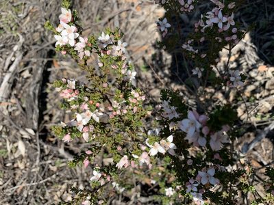 Cyanothamnus anemonifolius, photographed by Guy Taseski