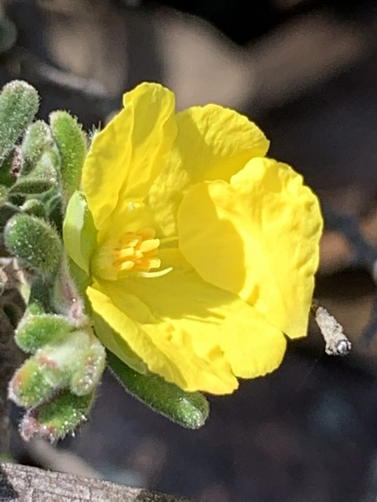 Hibbertia planifolia, photographed by Guy Taseski