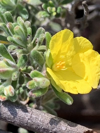 Hibbertia planifolia, photographed by Guy Taseski