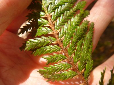 Libocedrus plumosa, photographed by Bruce Calvert
