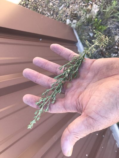 Artemisia carruthii, photographed by CK2AZ
