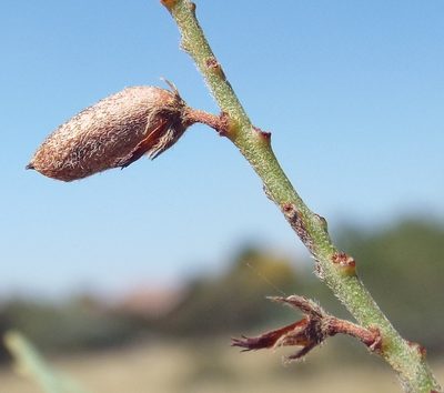 Indigofera pretoriana, photographed by Charles Stirton