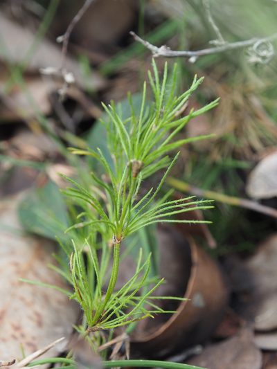 Desmocladus fasciculatus, photographed by Brett Coulstock