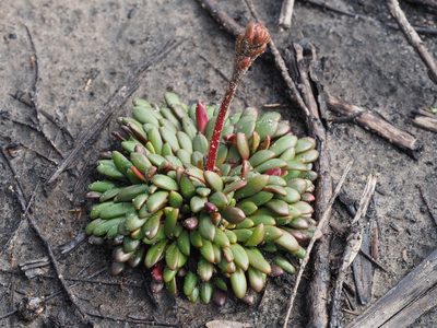 Stylidium assimile, photographed by Brett Coulstock