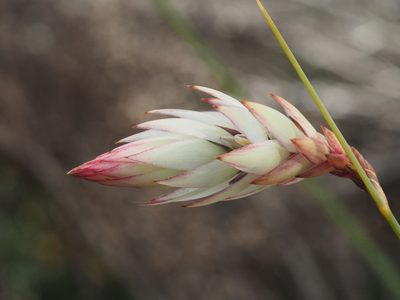 Johnsonia lupulina, photographed by Brett Coulstock
